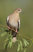 QUAIL, GROUSE, DOVES, AND ROADRUNNER